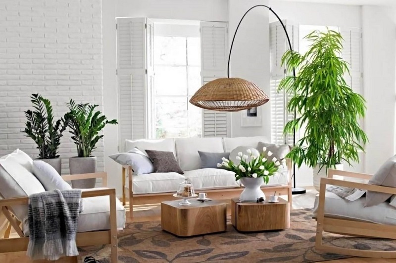 Cây kim tiền đặt ở đâu trong nhà để thu hút tài lộc may mắn ?