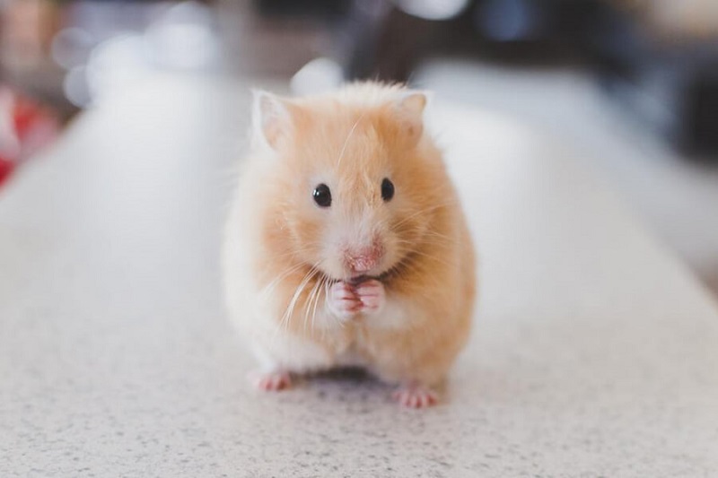 Để ý thường xuyên đến chuột hamster