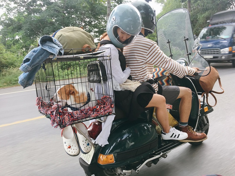 Lưu ý khi vận chuyển chó mèo đi xa bằng xe máy