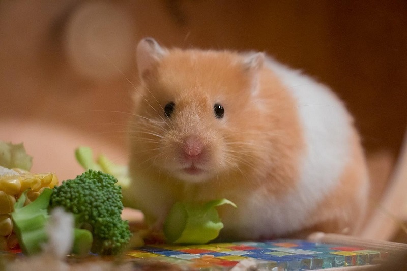 Thêm rau củ quả cho chuột hamster