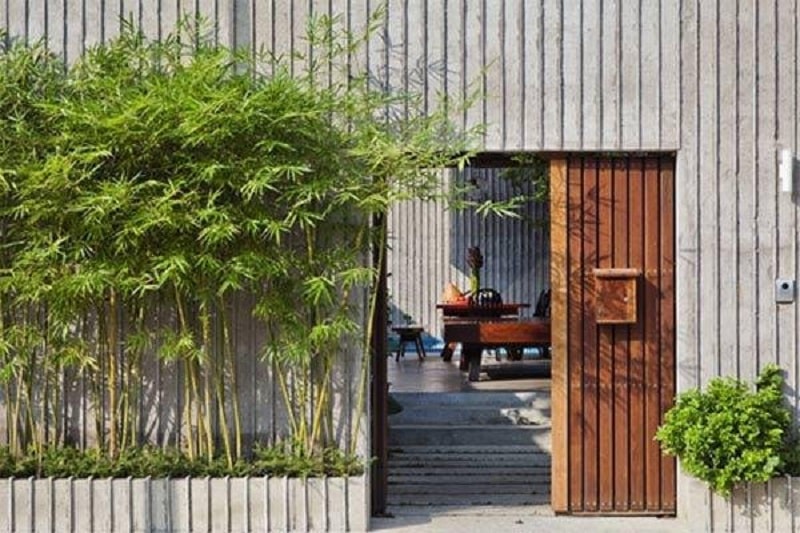 Cây phong thủy trước nhà