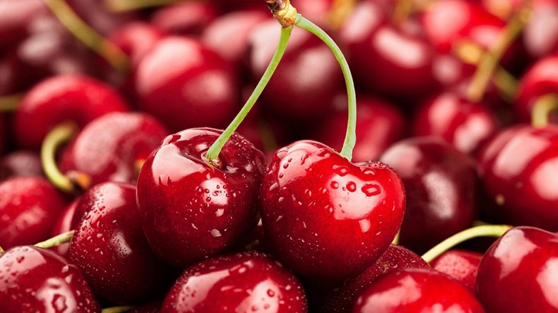 Cách bảo quản cherry