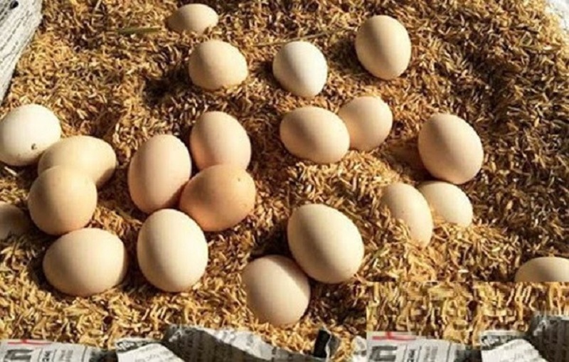 Những lý do khiến trứng gà bị hỏng khi vận chuyển