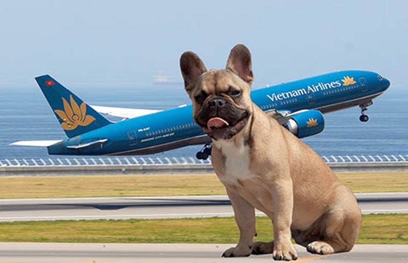 Vận chuyển thú cưng bằng máy bay